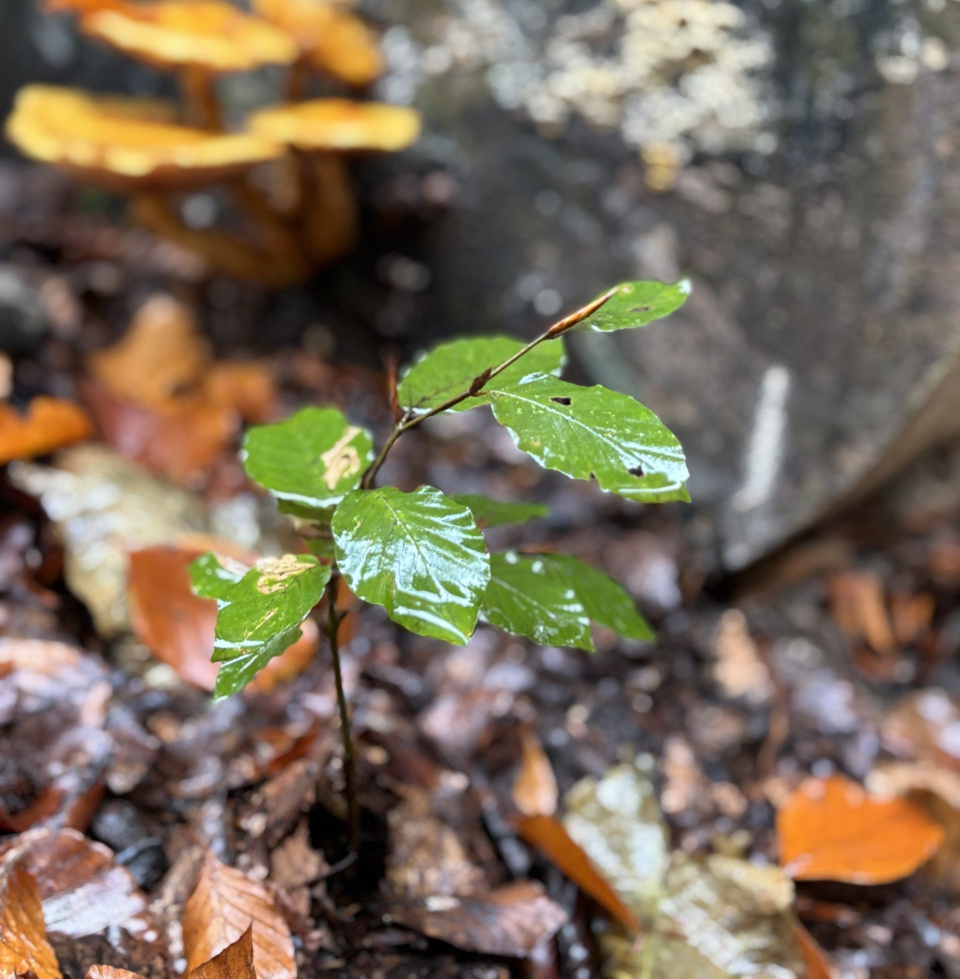 Waldbaden für Frauen – Bild 3