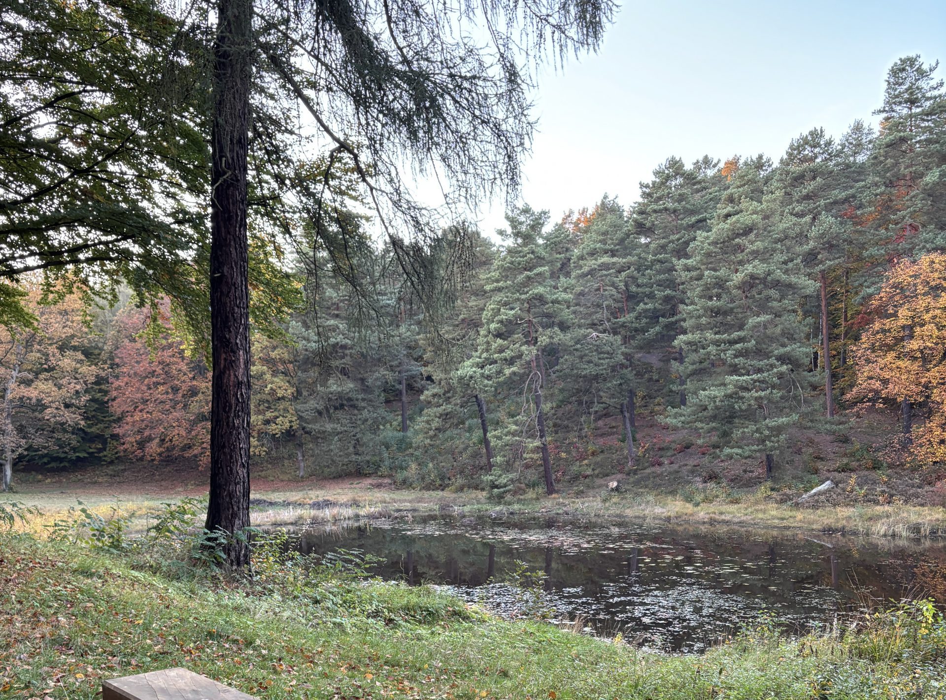 Waldbaden für Frauen – Bild 2